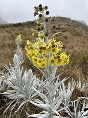 Senecio niveoaureus