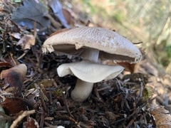 Agaricus phaeolepidotus