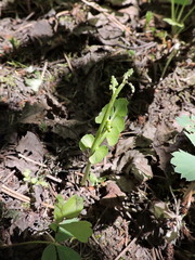 Botrychium neolunaria