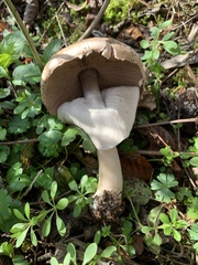 Agaricus phaeolepidotus