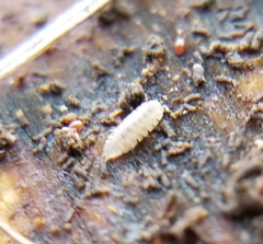 Haplophthalmus danicus