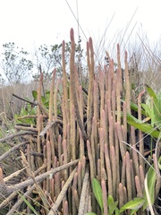 Phlegmariurus crassus