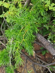 Asparagus suaveolens