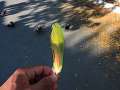 Psittacara holochlorus