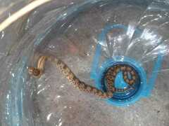 Pituophis deppei