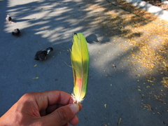 Psittacara holochlorus