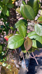 Trachelospermum