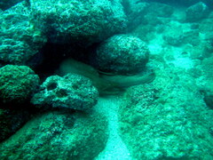 Gymnothorax castaneus