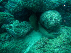 Gymnothorax castaneus