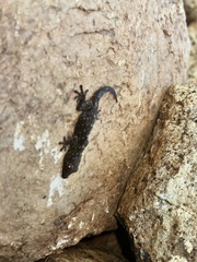 Tarentola gomerensis