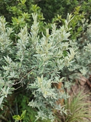 Buddleja saligna