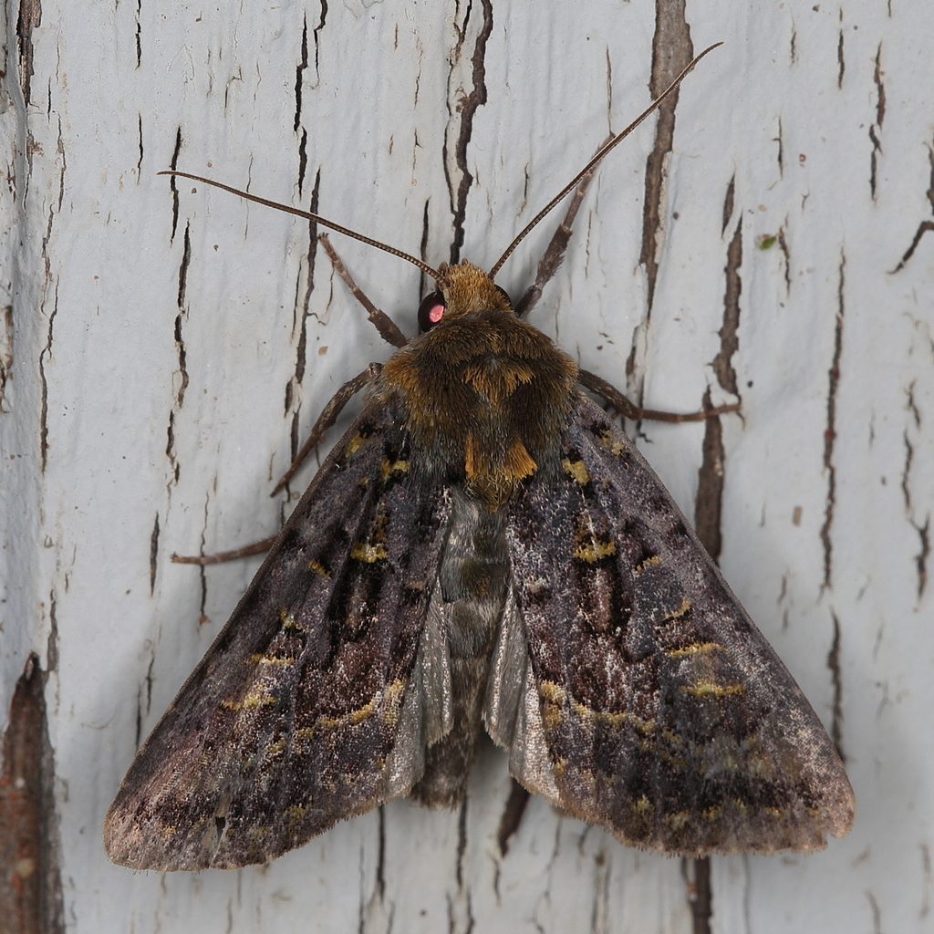 Tracheplexia lucia
