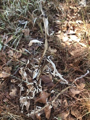 Pterocaulon pycnostachyum