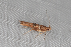 Anatrachyntis simplex