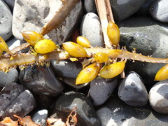 Phyllospora comosa