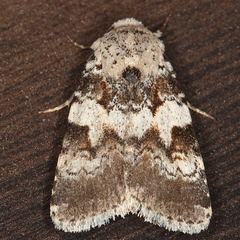 Caradrina glaucistis
