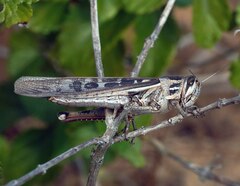 Schistocerca serialis cubense