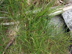 Carex pluriflora