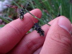 Carex pluriflora