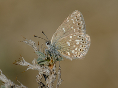 Neolycaena soezen