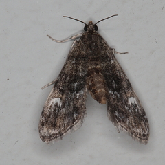 Elophila obliteralis