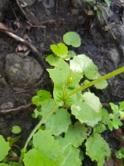 Pericallis tussilaginis