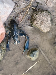 Cherax quadricarinatus