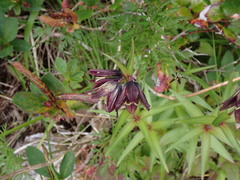 Fritillaria camschatcensis