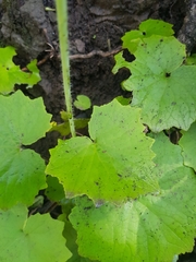 Pericallis tussilaginis
