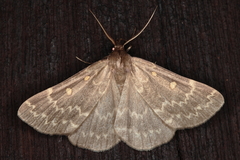 Polypogon gigantalis