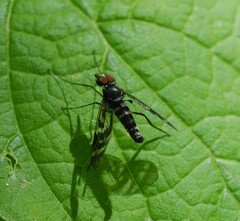 Athericidae