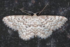 Scopula inscriptata