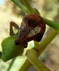 Gonipterus lepidotus