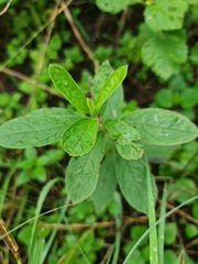 Diospyros lycioides