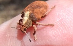 Gonipterus lepidotus