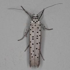 Yponomeuta fumigatus