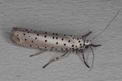 Yponomeuta fumigatus
