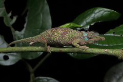 Rhampholeon spinosus