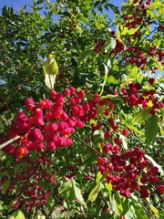 Euonymus