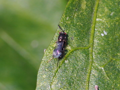 Monodontomerus