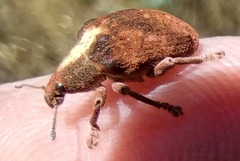 Gonipterus lepidotus