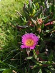 Carpobrotus glaucescens