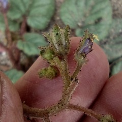 Phacelia campanularia campanularia