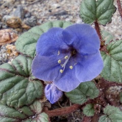 Phacelia campanularia campanularia