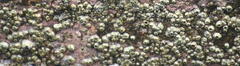 Megabalanus peninsularis