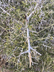 Atamisquea emarginata