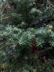 Podocarpus nubigenus
