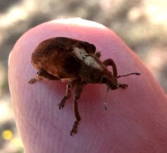 Gonipterus lepidotus