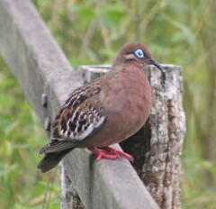 Zenaida galapagoensis