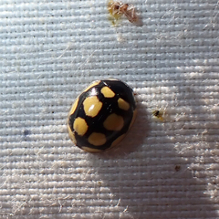 Oenopia lyncea agnata